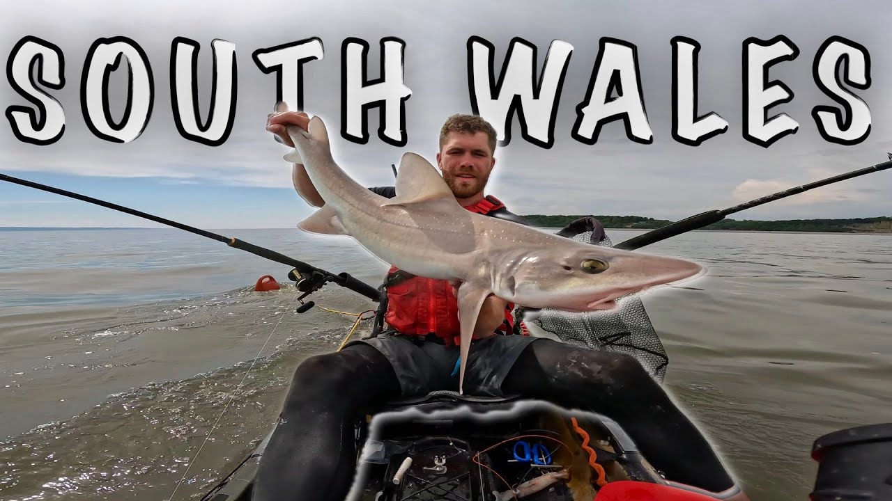 FISHING FOR SMOOTH HOUNDS AND RAYS ON THE WELSH COAST