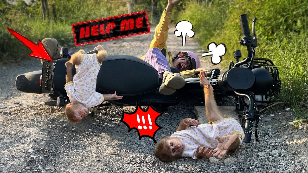 Terrifying! Lucky and Sunny have a dangerous accident while out with Mom!