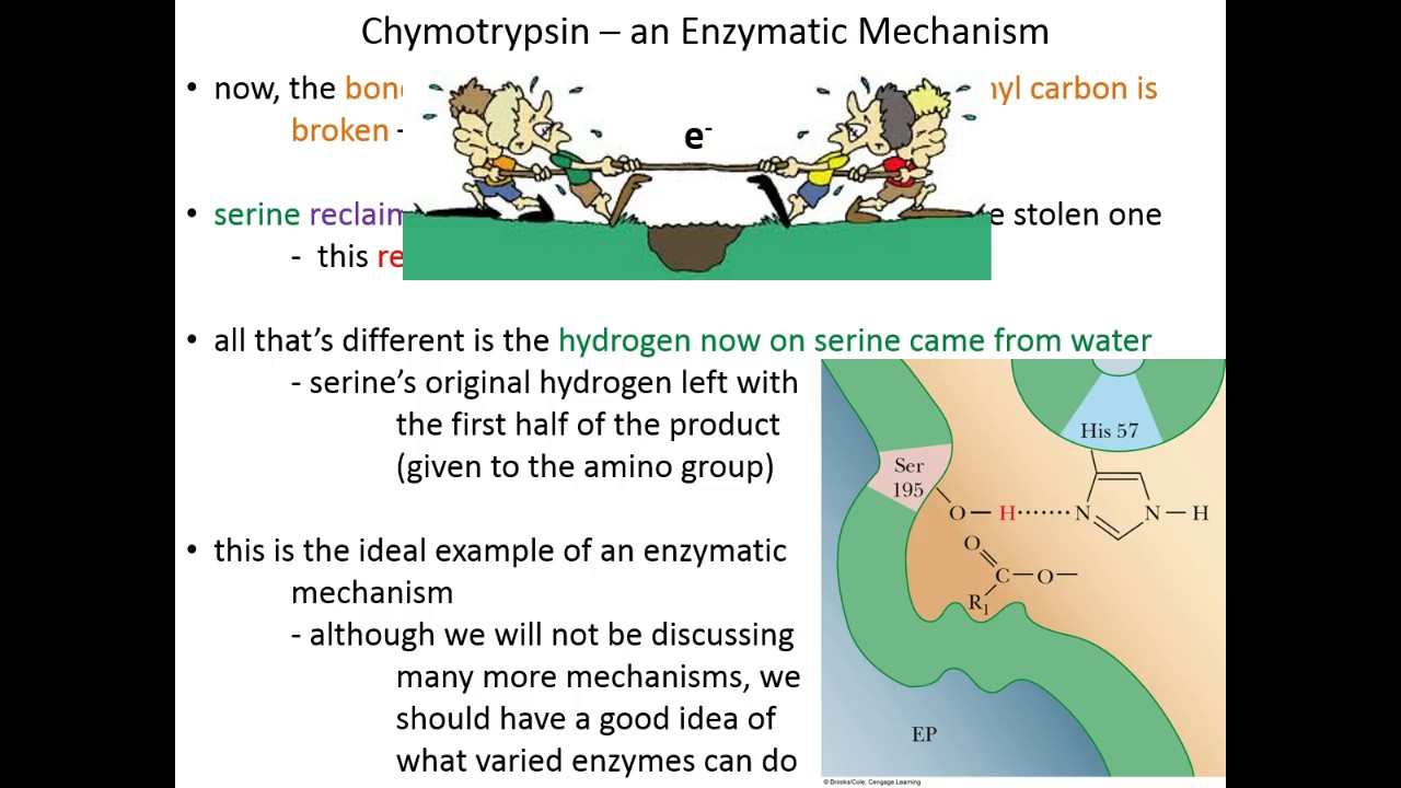 Lecture 7C: Chymotrypsin Mechanism