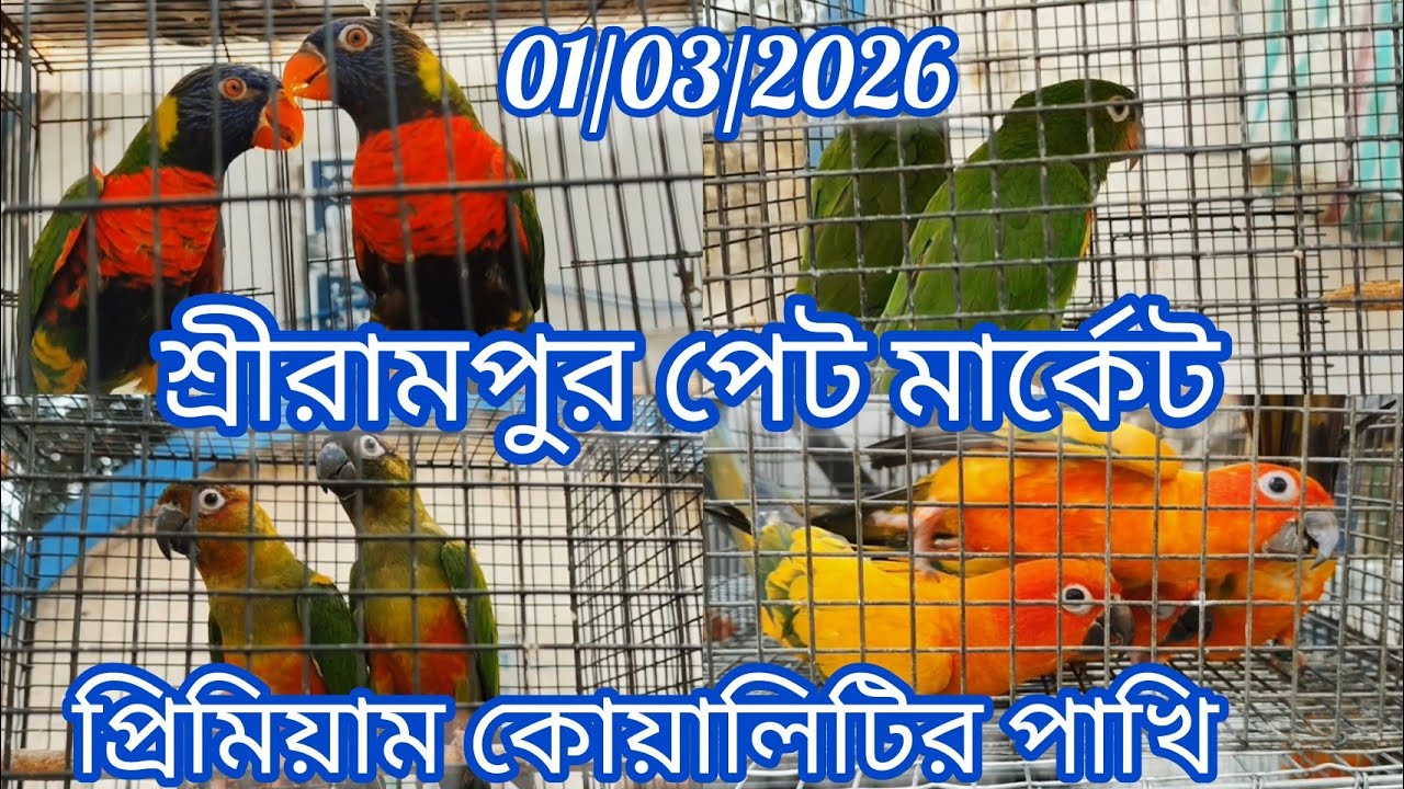 Exotic Pet Market in Shrirampur 🦜 Recent Birds Price Update 🦜 01/03/2026🦜প্রিমিয়াম কোয়ালিটির পাখি🦜
