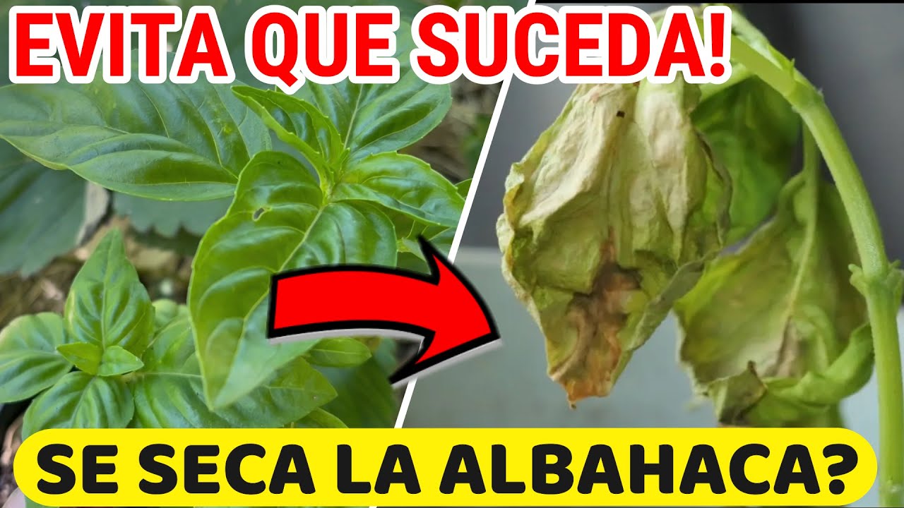 5 Consejos para que NUNCA M&Aacute;S Pierdas Tu Planta de ALBAHACA!