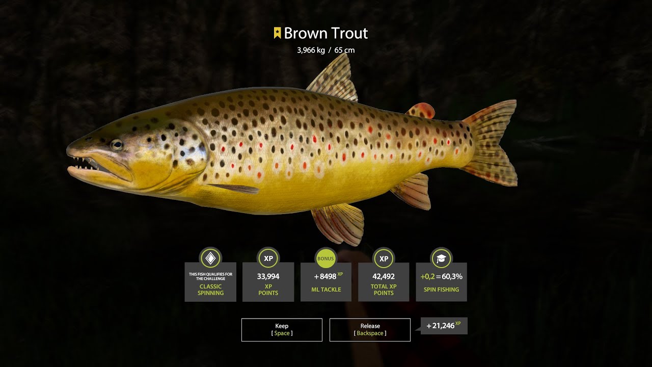 FISHING BROWN TROUT AND GRAYLING ON THE BELAYA RIVER (XP AND MONEY FOR BEGINNERS)