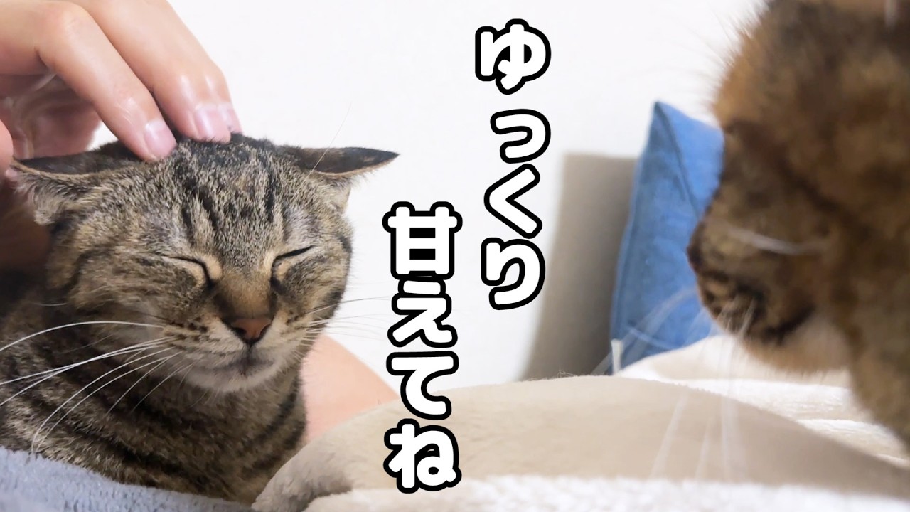 飼い主に甘えたい末っ子猫に順番を譲ってあげる姉猫たちが優しすぎます