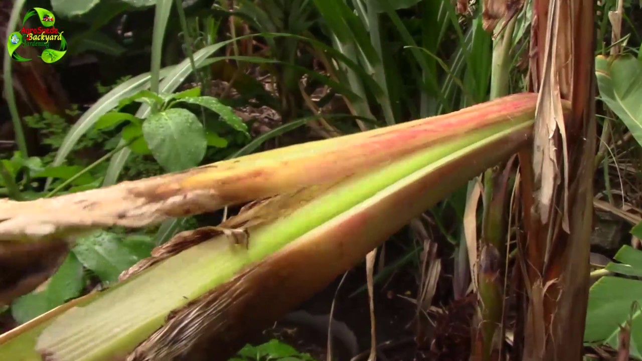 How to prune Banana trees || Agrosuede ✔
