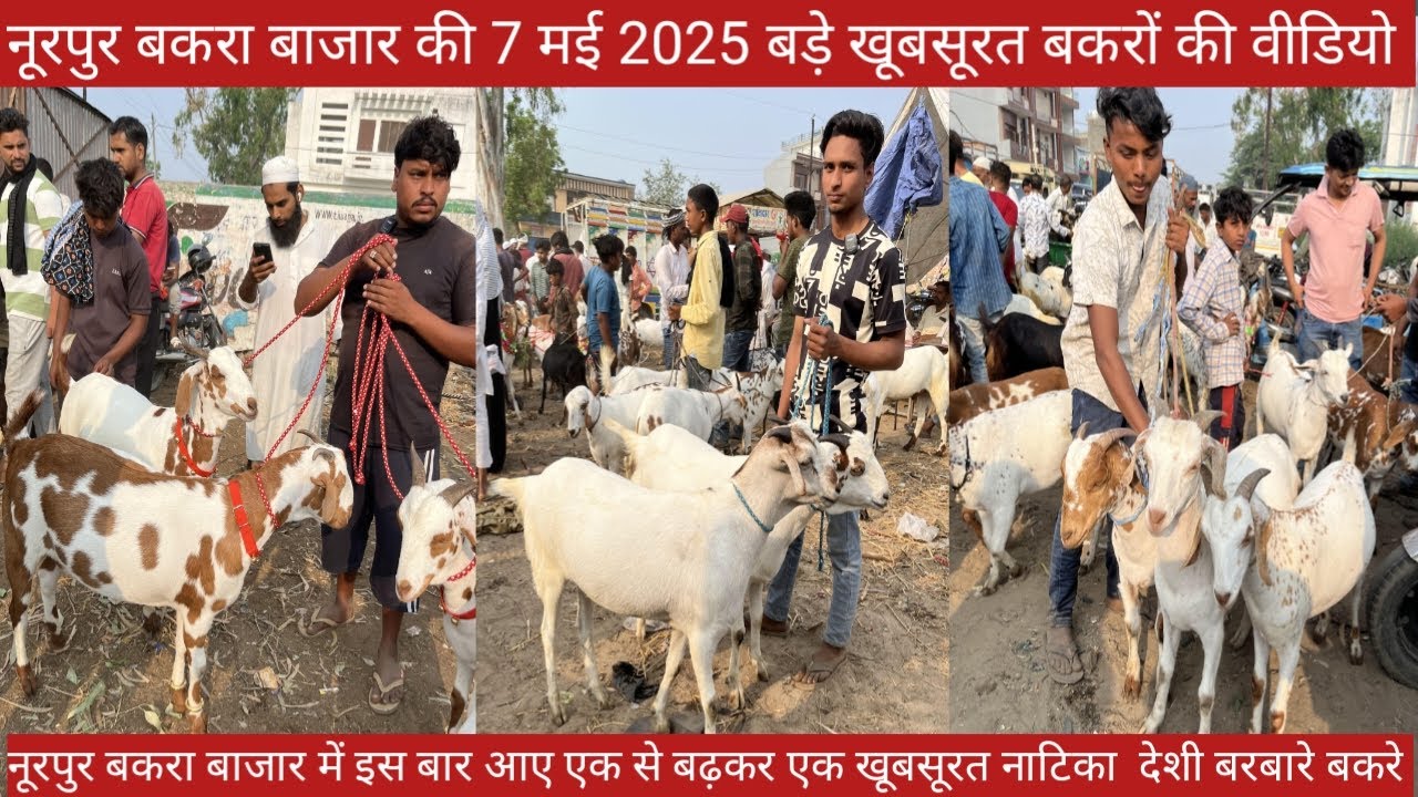 नूरपुर बकरा बाजार की 7 मई 2025 खूबसूरत नाटिये बकरों की वीडियो || कुरबानी करने के लिए देशी नाटिये