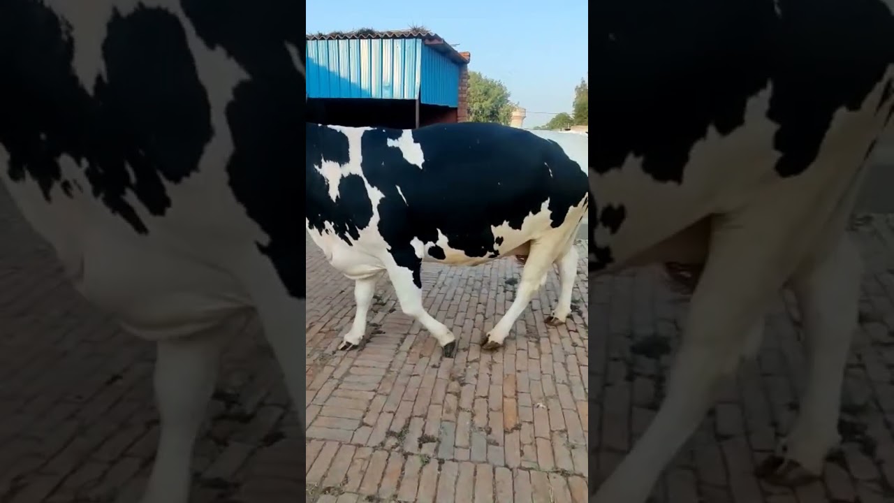 Top Class HF Cow | HF Cow Supplier in Maharashtra - Andhrapradesh | #hf #hfcow #cow #skdf #shorts
