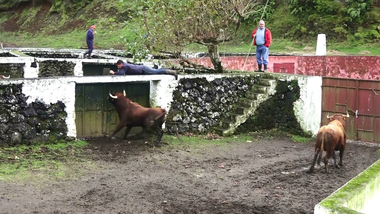JAF - Cercar e Trazer o Touro 208 - (Surround And Bring In The Bull 208) - Terceira Island - Azores