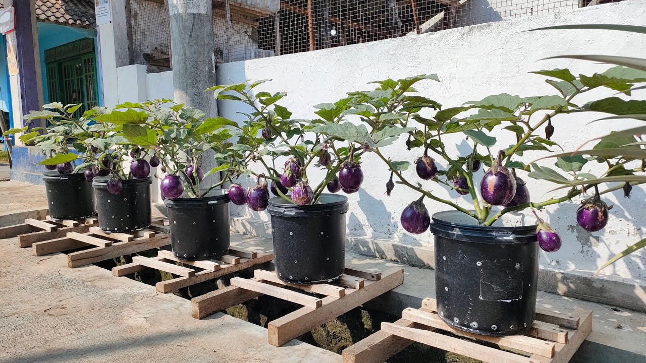 cara mudah menanam terong bulat ungu supaya berbuah lebat || how to plant round purple eggplant