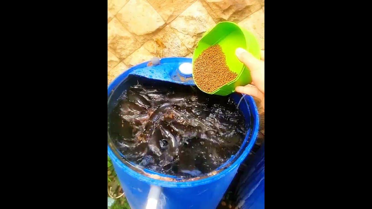 FISHPOND SA IBANG BANSA WALA SA LUPA NASA BALDE AT DRUM