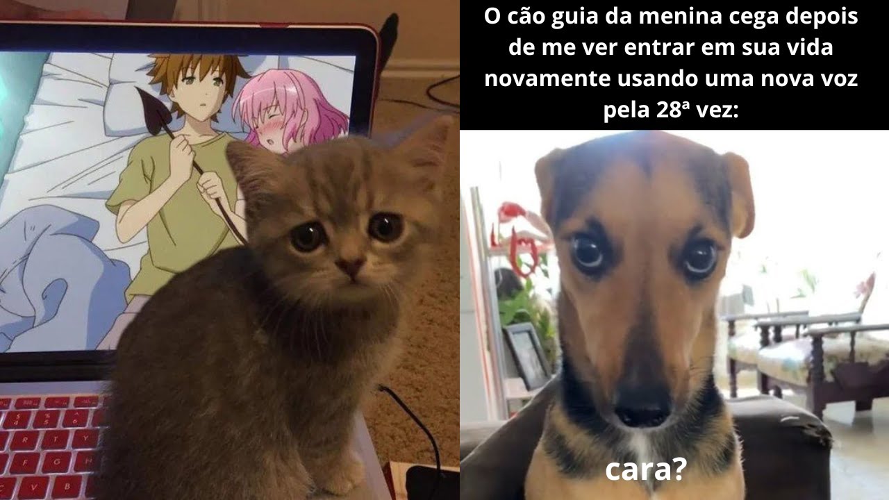 humor engraçados \ Compilado De Memes Shitpost
