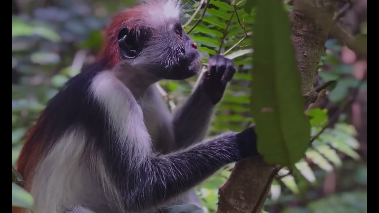 ZANZIBAR RED COLOBUS MONKEYS