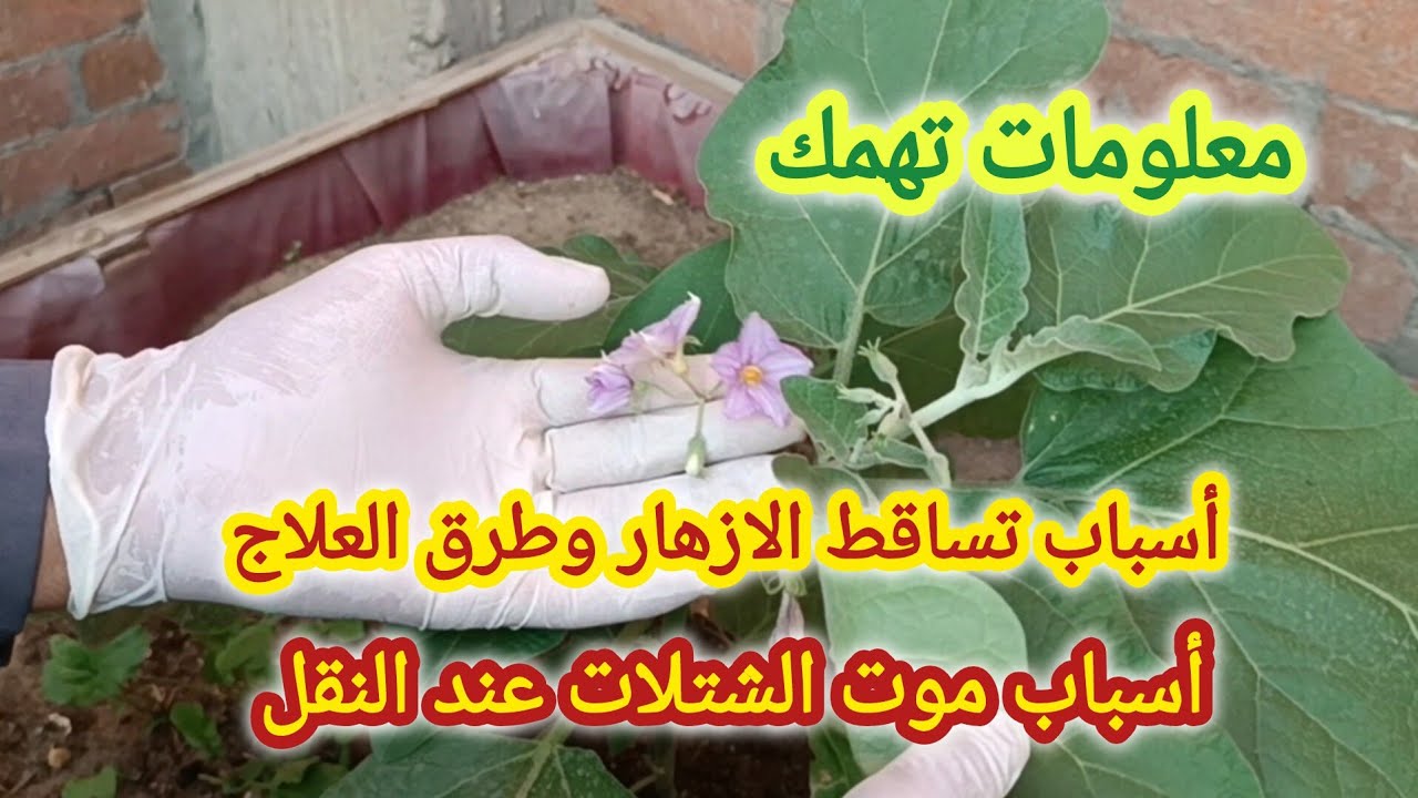 اسباب تساقط الازهار وكيفية علاجها - سبب موت الشتلات عند النقل - ماذا تفعل بعد جني الخيار والكوسة