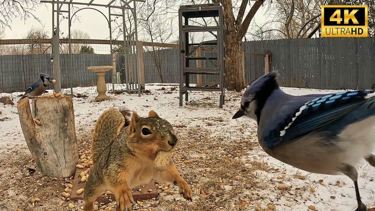 Cat TV - Vol.9 - 4K 8.5 Hours - Birds and Squirrels Enjoy The Snow - Animal TV - Pet TV