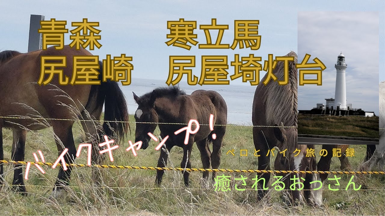 モトブログ　青森　尻屋崎　尻屋埼灯台　寒立馬　④
