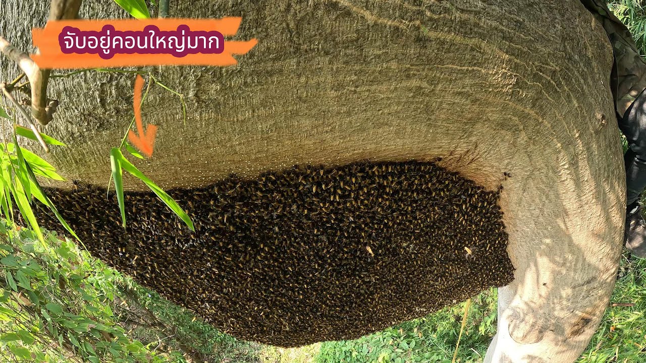 ผึ้งหลวงจับอยู่คอนใหญ่ Fc ชี้เป้า  | พรานหมึก คนตีผึ้ง