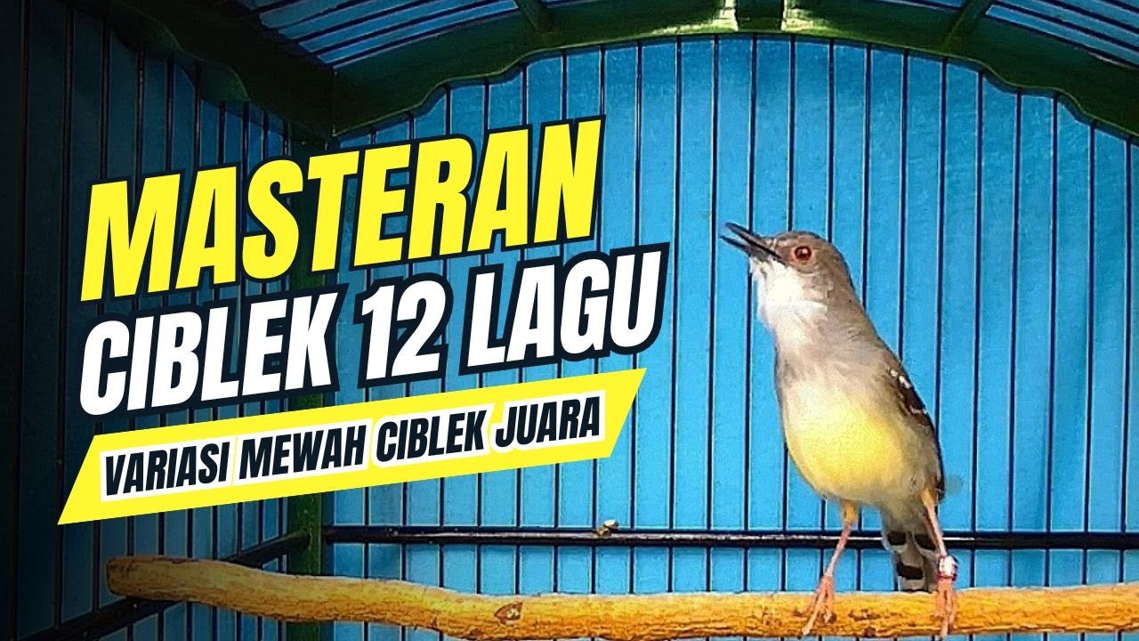 CIBLEK KRISTAL Gacor Ngebren 12 Variasi Mewah Untuk MASTERAN BURUNG Ciblek Semi dan Pancingan CIBLEK