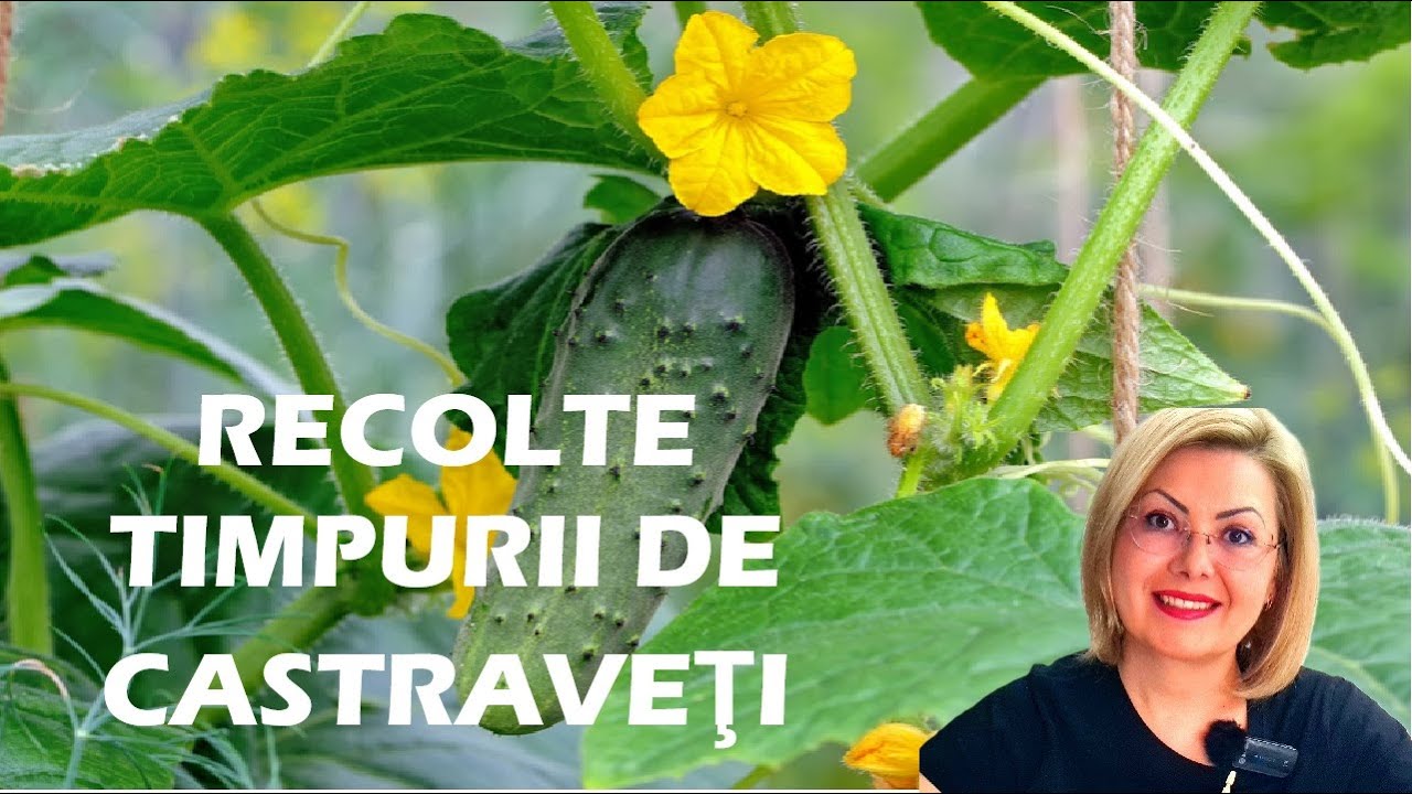 Cum să obținem recolte timpurii de castraveți. Sfaturi utile🥒🥒🥒