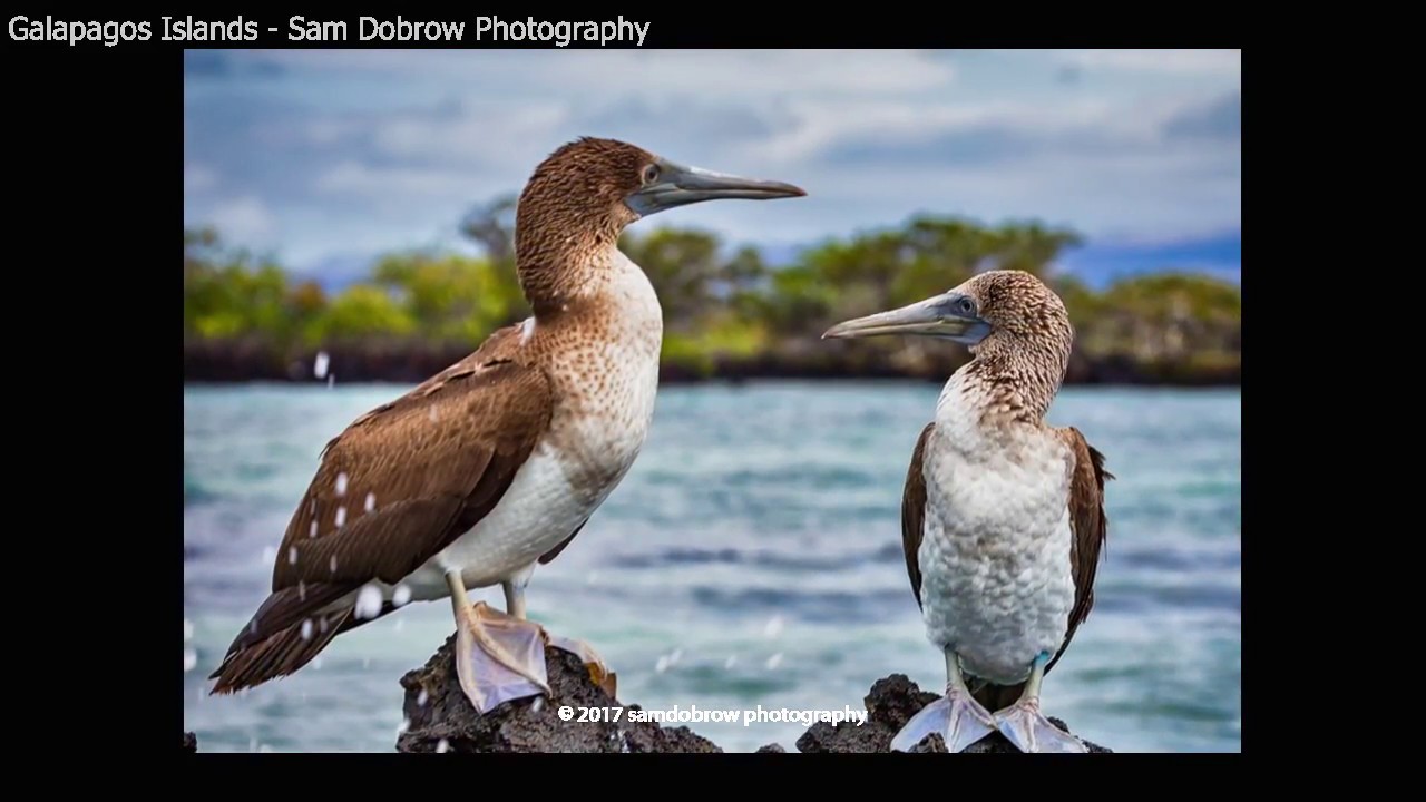 Galapagos Islands by Sam Dobrow