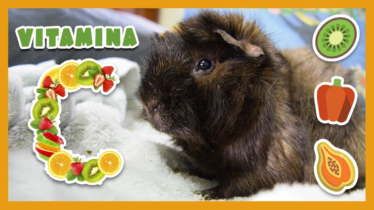 🍊 LA VITAMINA C Y LAS COBAYAS 🐹 Cantidad necesaria + Verduras y frutas recomendadas + Suplementos