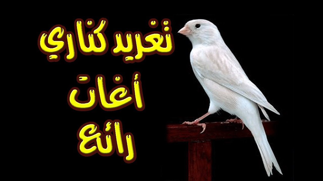 تغريد كناري أغات رائع canari agate