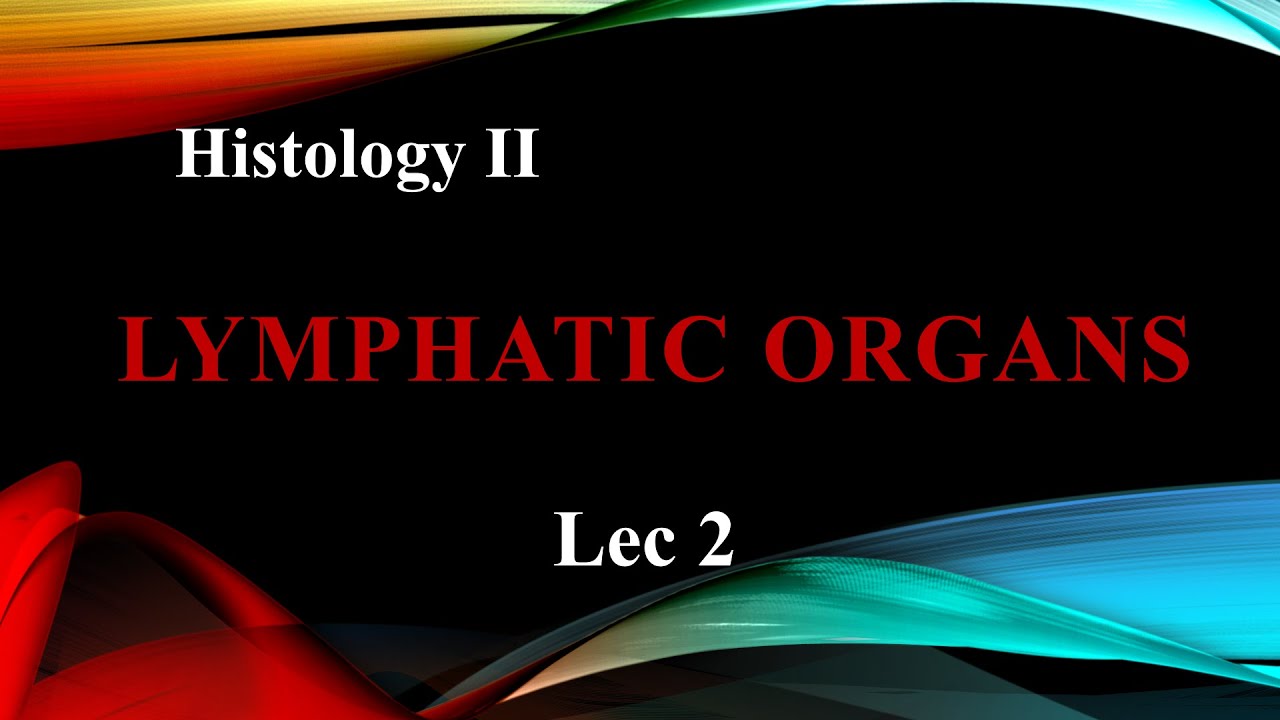 lymphatic Lec2  Histology II 2