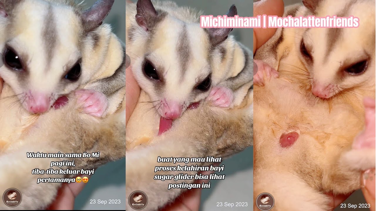Proses sugar glider melahirkan (Bo Mi) #latepost #bomimysugarglider #sugarglider