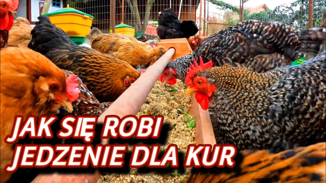 #chicken  🐓🐤🐓 Jak robię zdrowe jedzenie dla moich pięknych kur. Zrób to a Twoje kury Ci podziękują 🥚