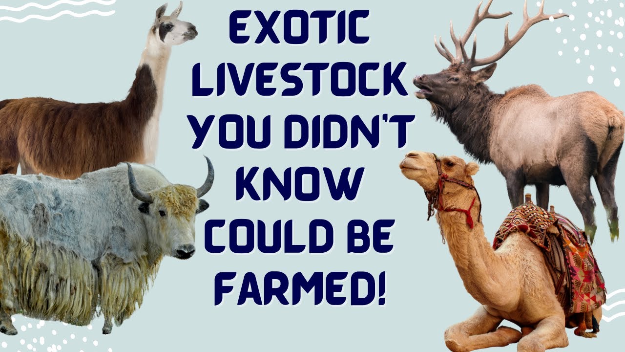 Exotic Livestock You Didn't Know Could Be Farmed!
