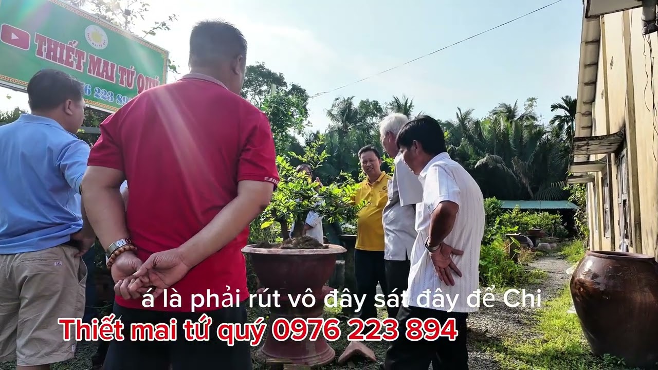 Tập 1005: Khách Vũng Tàu (nay Tp HCM) ghé thăm và kỹ thuật giâm nhánh giống Siêu bông Thiết mai.