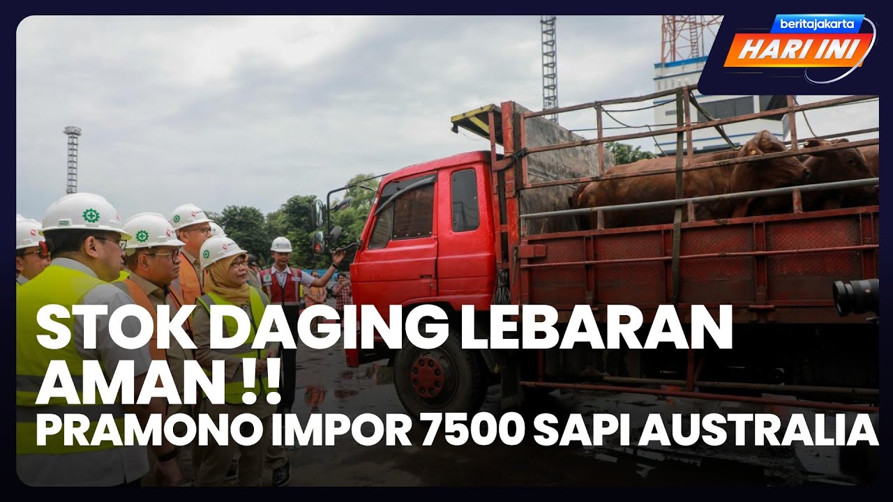 Beritajakarta Hari Ini: Stok Daging Lebaran Aman!! Pramono Impor 7500 Sapi Australia