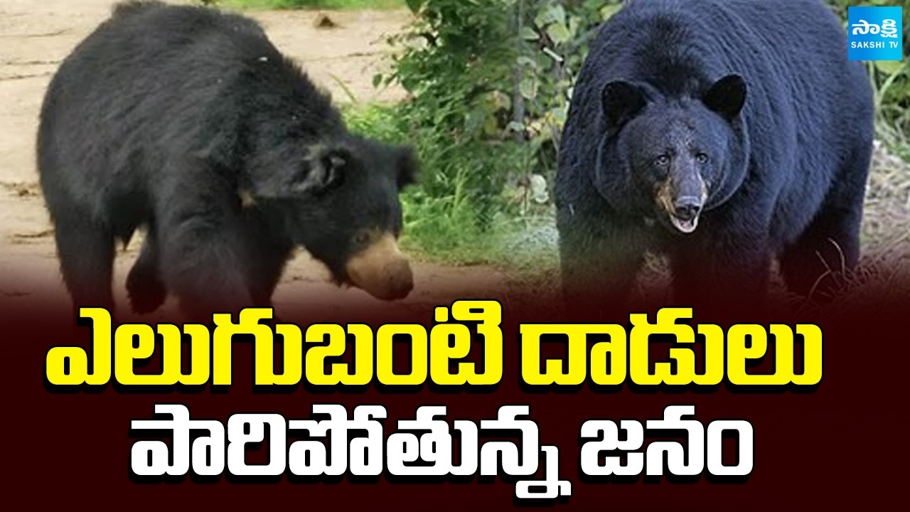 ఎలుగుబంటి ఎటాక్ | One injured after Bear Attacks In Villages | Tirupati | @SakshiTV