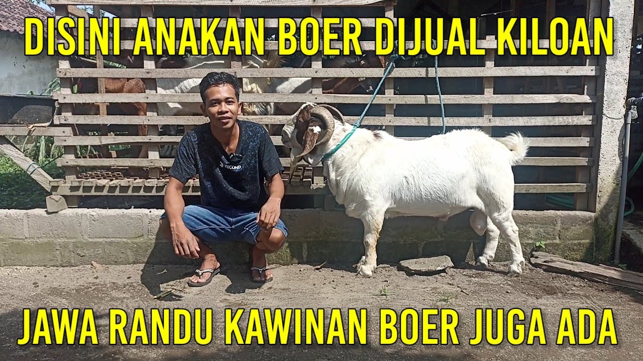 Disini Anakan Boer dijual Kiloan | Peternakan Kambing Mandiri Farm Kediri