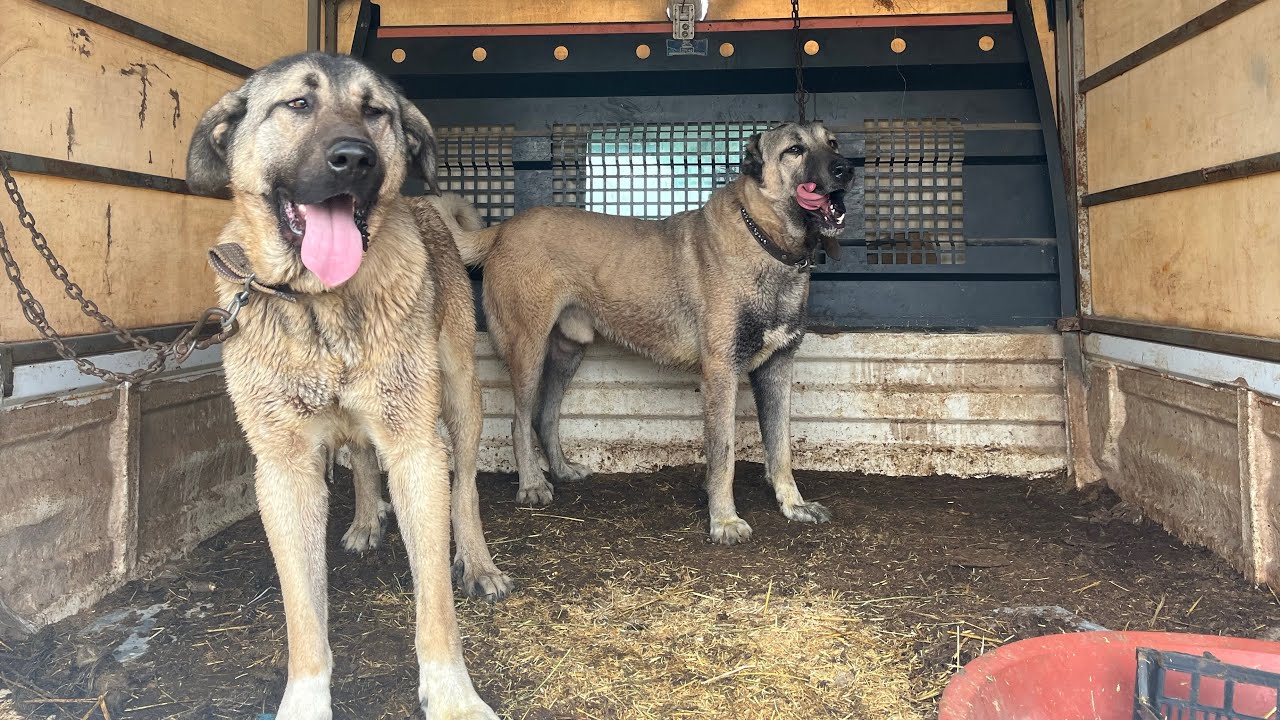 KANGAL GADDAR VE MARAZ&rsquo;I AKARSU KENARINA G&Ouml;T&Uuml;RD&Uuml;M~ I took the kangals to the riverside #kangaldog 