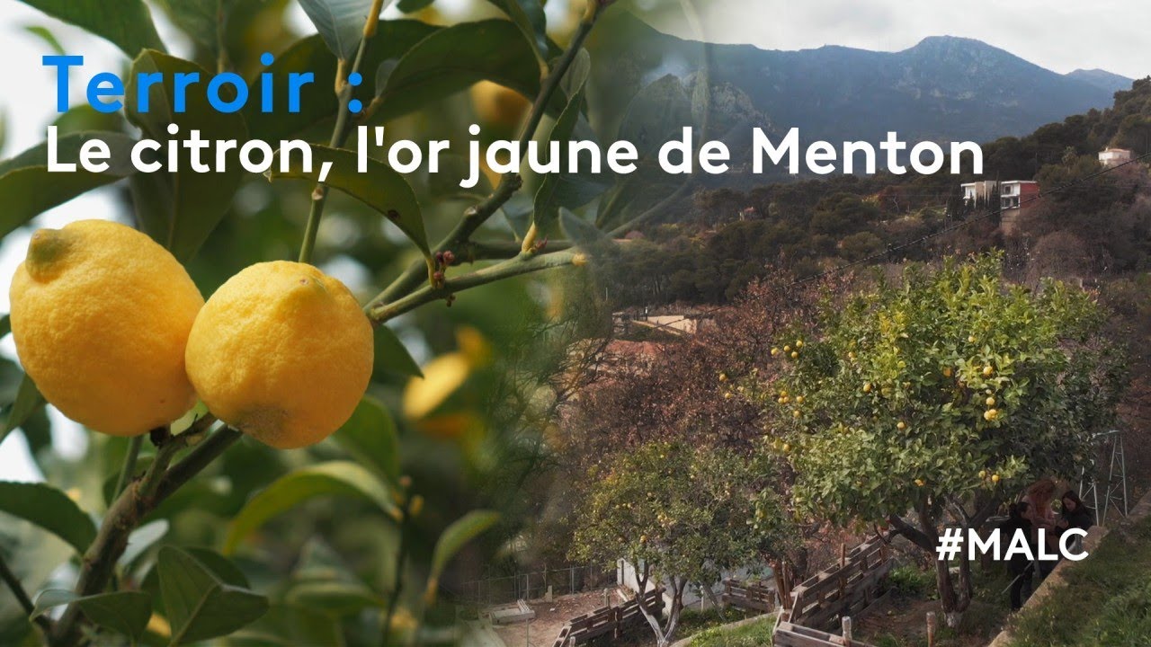 Terroir : le citron, l'or jaune de Menton