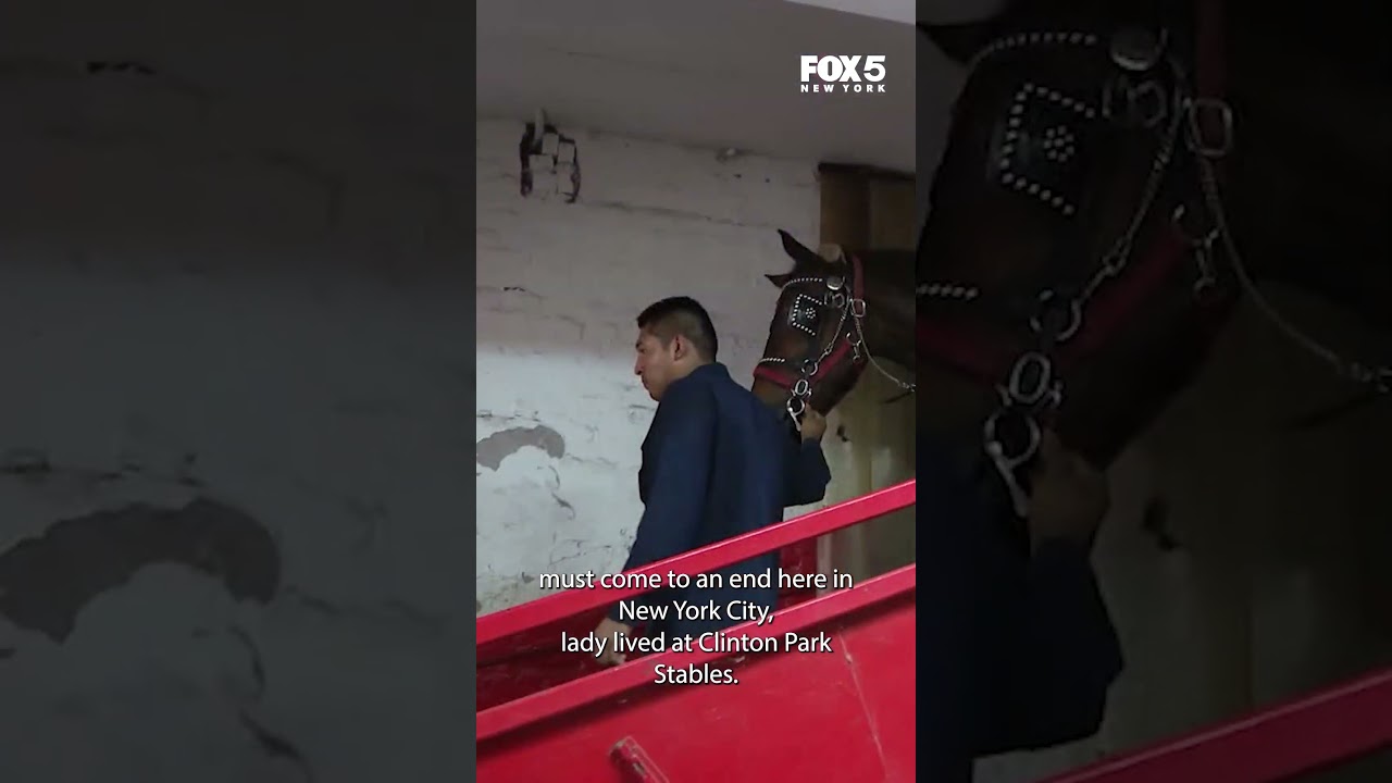 Carriage horse dead after collapsing in Manhattan