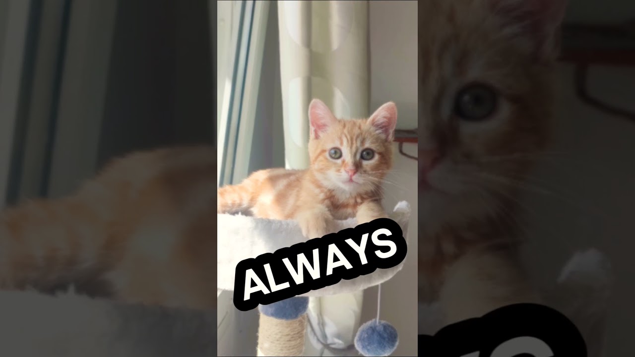 Compara la &uacute;ltima y primera imagen! 🤯 C&Oacute;MO CRECEN! #cat #shortvideo #cute #dorito