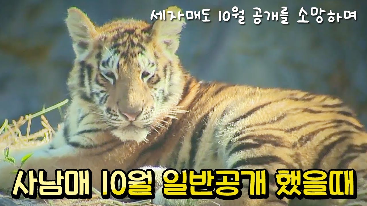 2018년 10월 12일 사남매 일반 공개했던 날 / 서울대공원 시베리아 호랑이 펜자, 한라, 백두, 태백, 금강