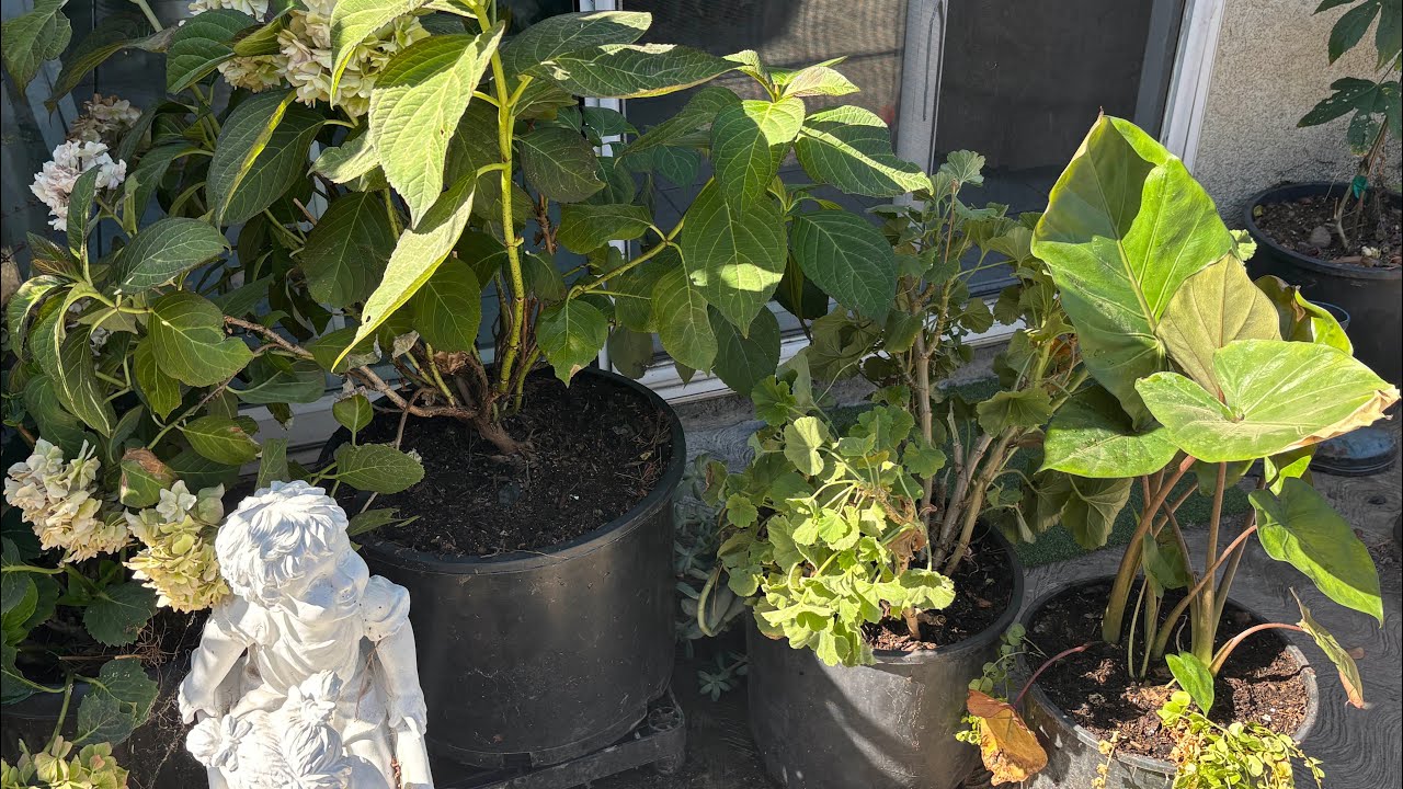 #68 El sustrato (tierra)que usó para mis hortensias y otras plantas