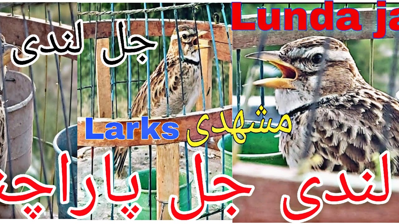 Top Lunda jal / jal Lunda /Mashallah Lunda jal full Sining JalBirds Parachinar lunda jal sining jal