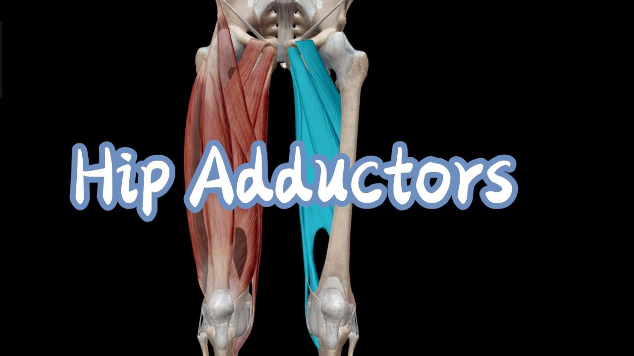 Hip Muscles (Part 4): Adductors
