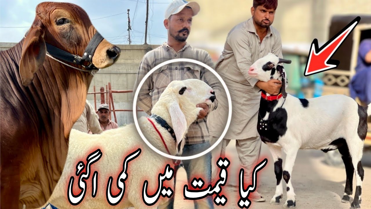 Karachi Ka Sab Se Sasta Bakra Mandi | Qurbani 2026 New Collection & Latest Rates Update 🐐