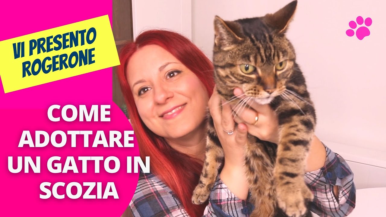 🐈 Adottare un gatto in Scozia | Edinburgh Cat Protection League pareri 😻Adottare gatti spagnoli