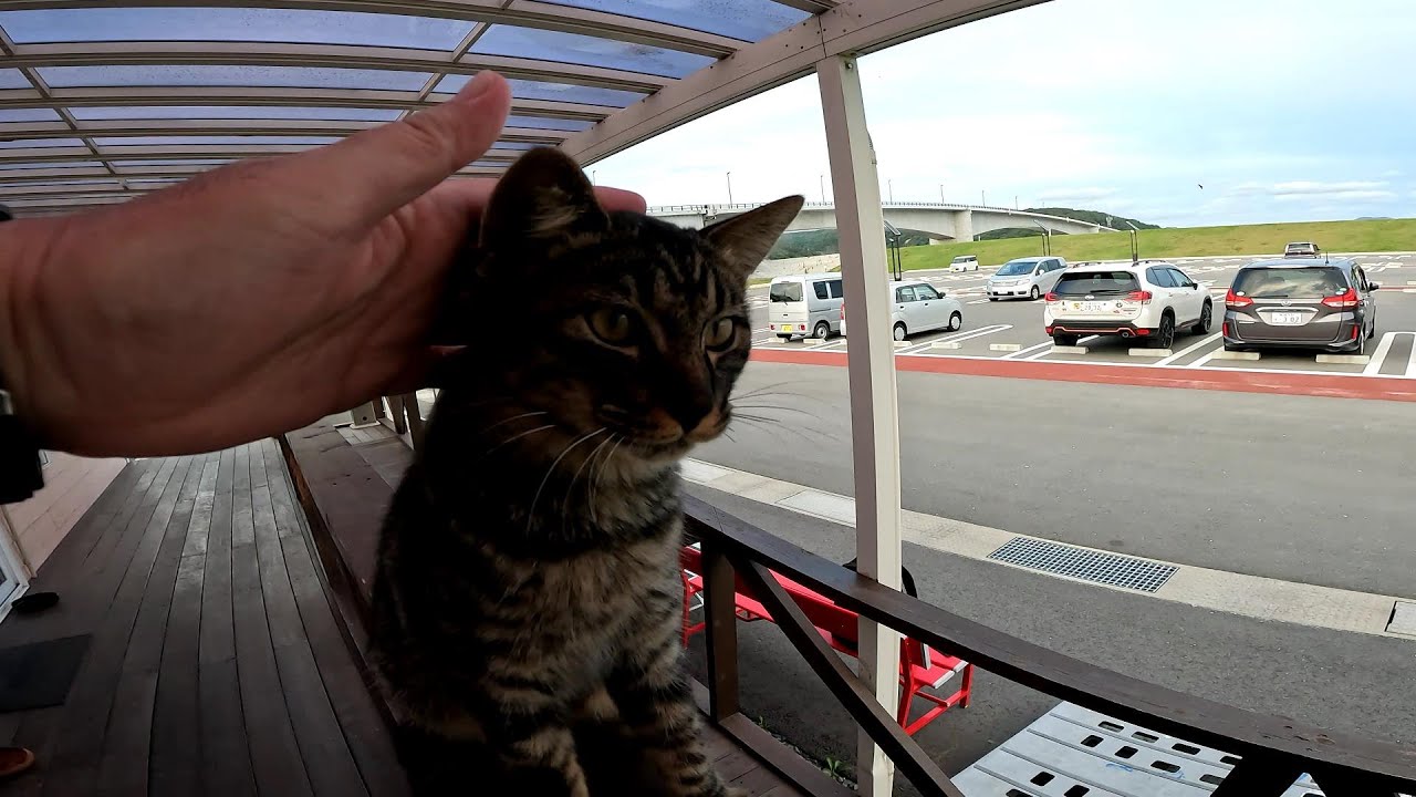 猫島に行くフェリー乗り場にいたカワイイ子猫をナデナデしてきました