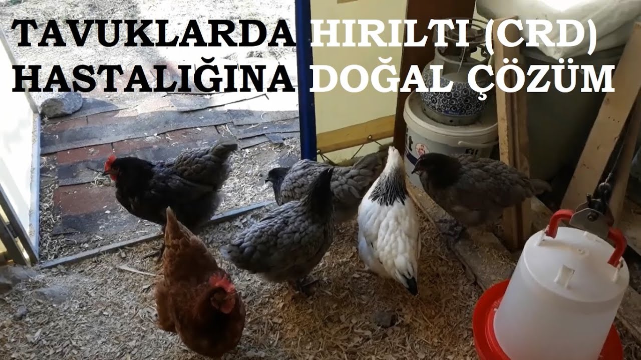 TAVUKLARDA HIRILTI | İÇ PARAZİT TEDAVİSİ