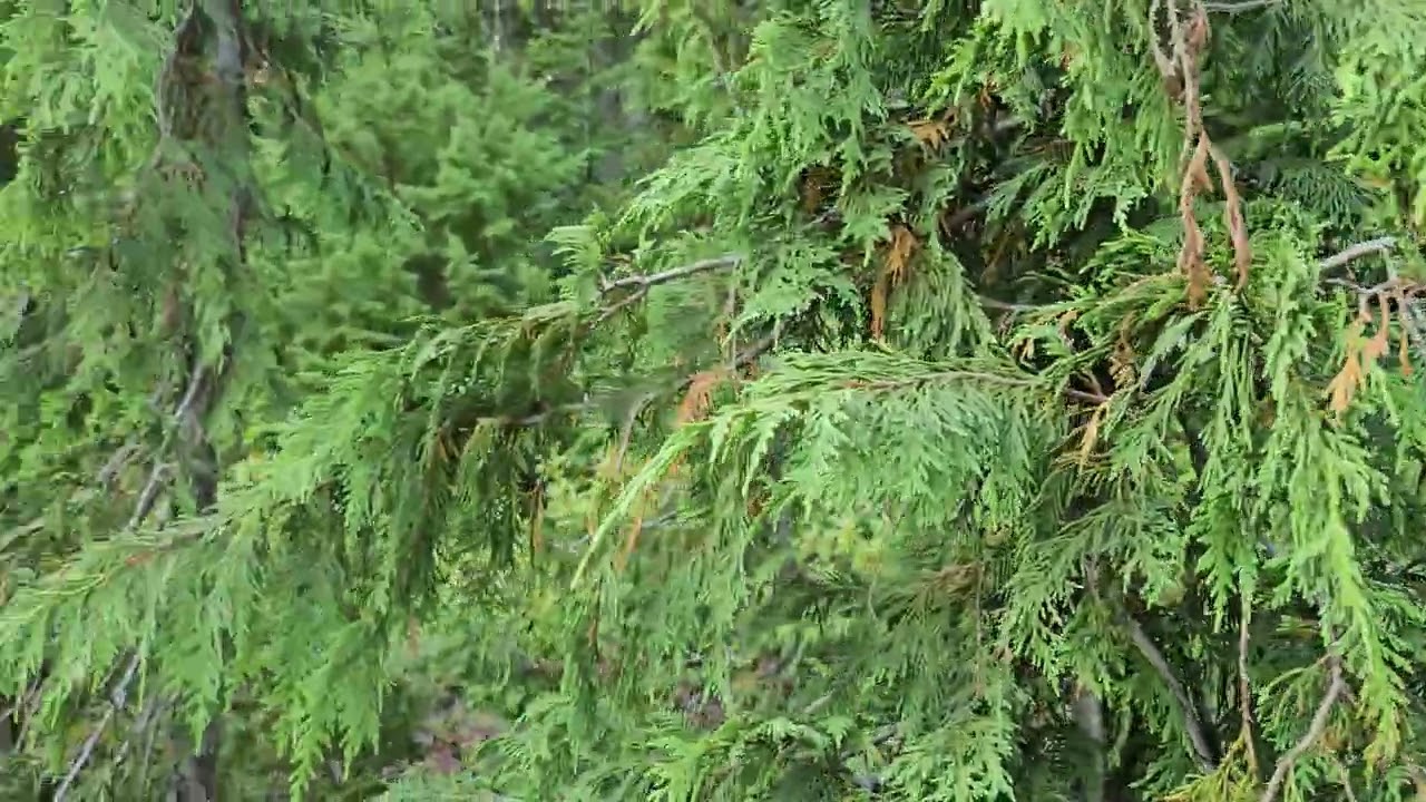 Paradise Meadows, Strathcona Provincial Park, Mount Washington,  Vancouver Island