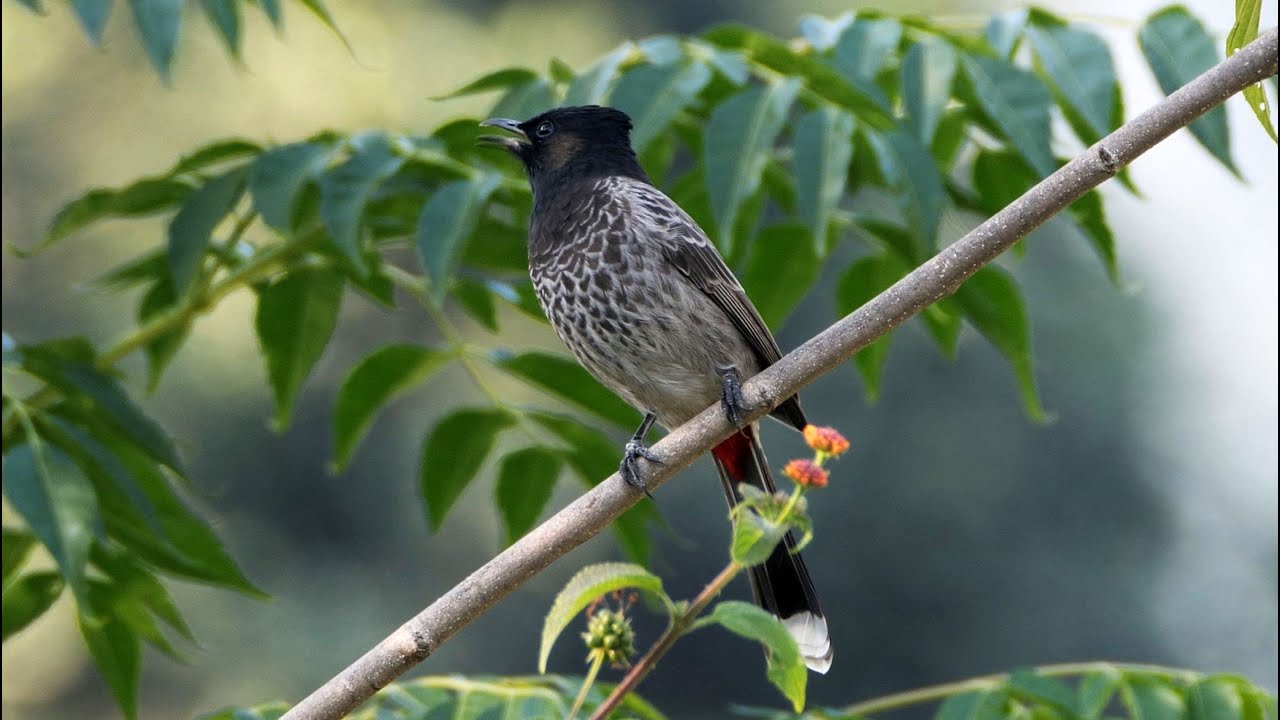 Red-vented Bulbul Bird Sound