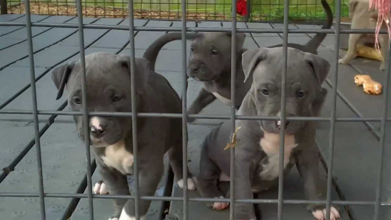 American Pitbull Blue Nose Puppies