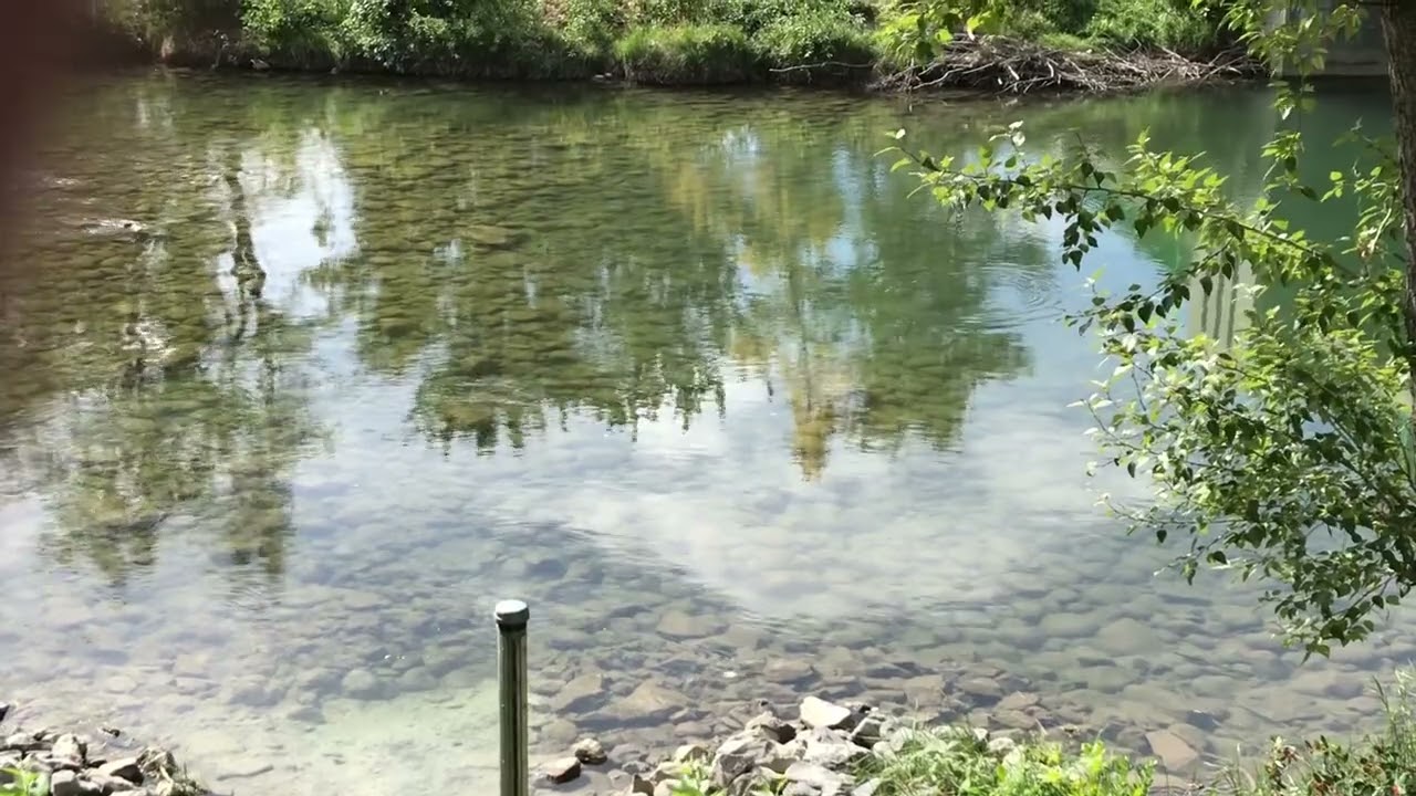 Jumping Rising Fish v1