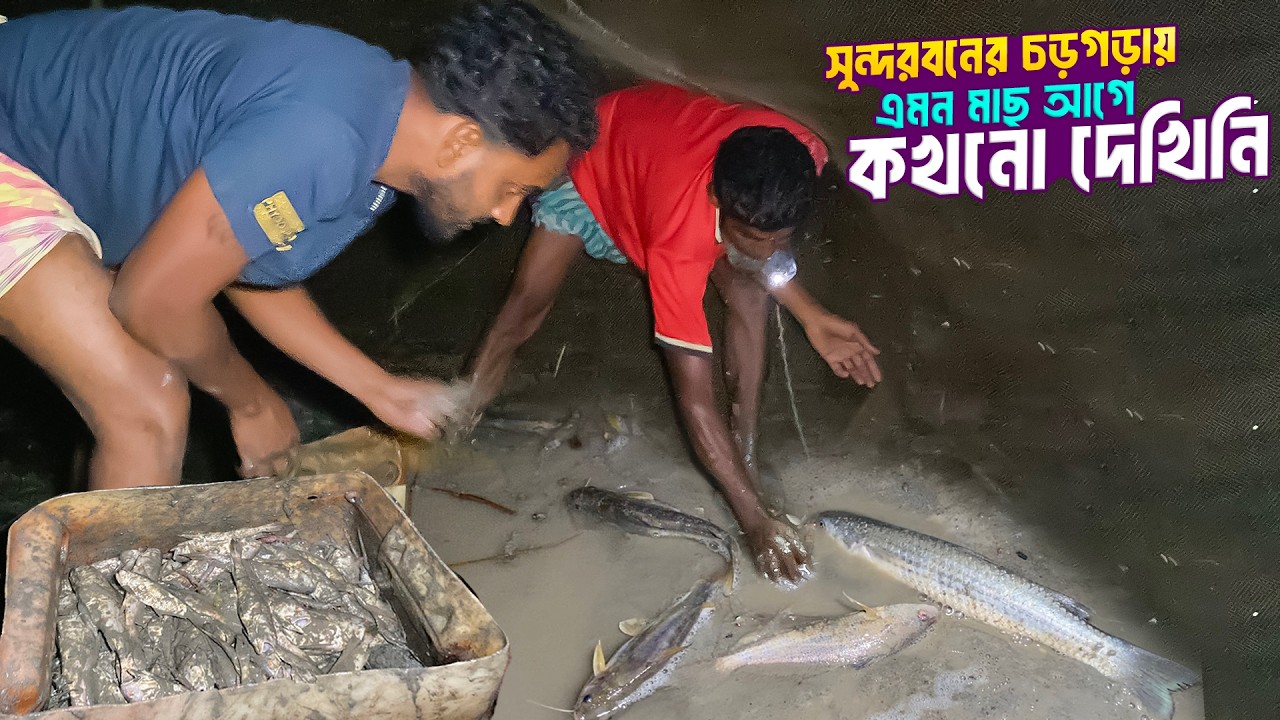সুন্দরবনের মাছ ধরার ভিডিও অনেক মাছ পেলাম আজ | &zwj;Fishing in Sundarbans |   Sundarban Fishing
