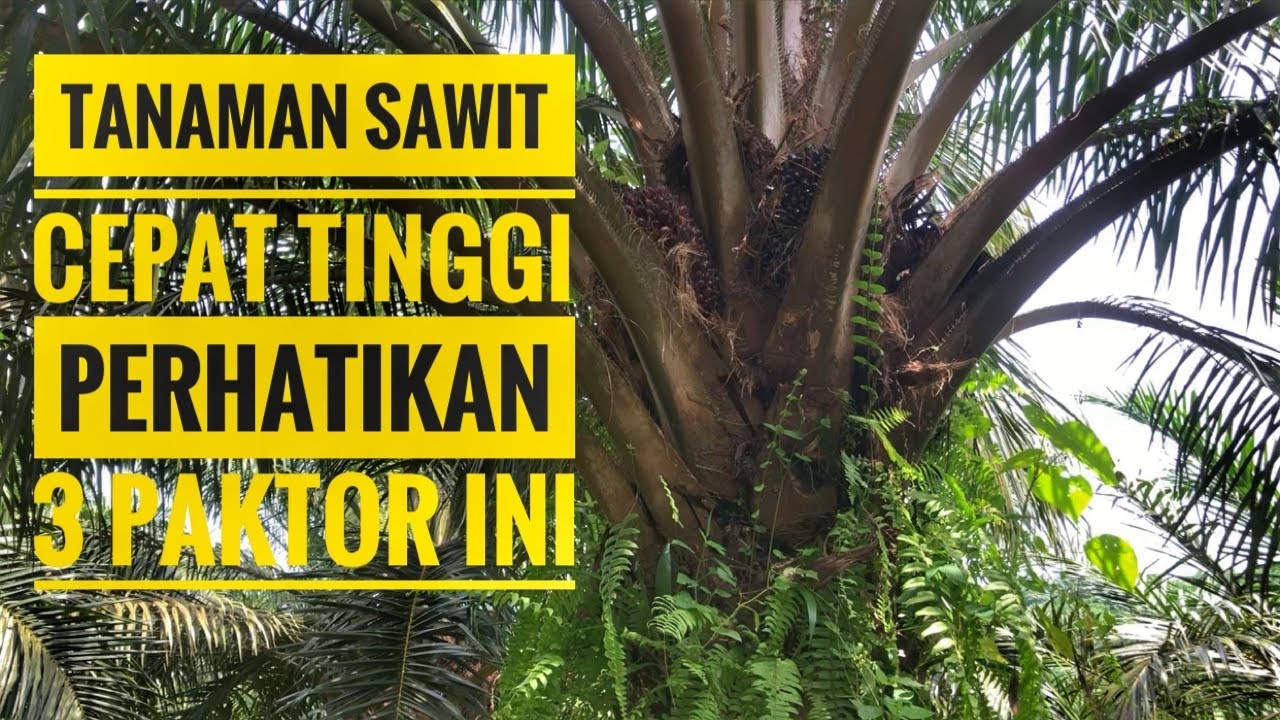 3 Tips agar tanaman sawit di kebun lambat tinggi